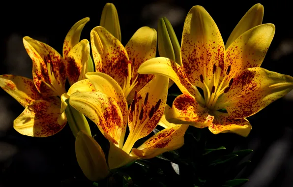 Picture flowers, the dark background, Lily, yellow, garden, buds, motley