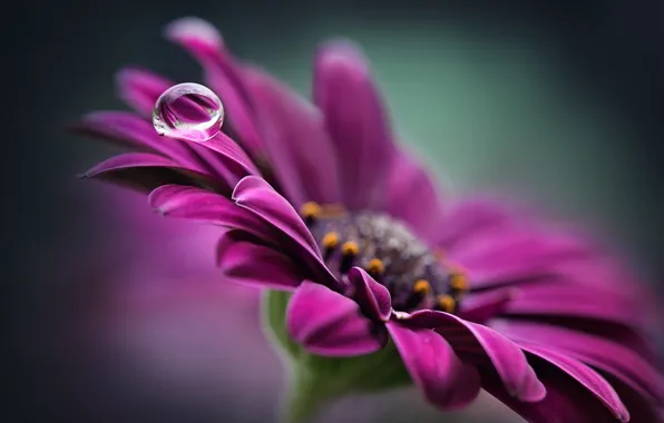 Picture colors, colorful, flower, macro, purple, petals, water drop