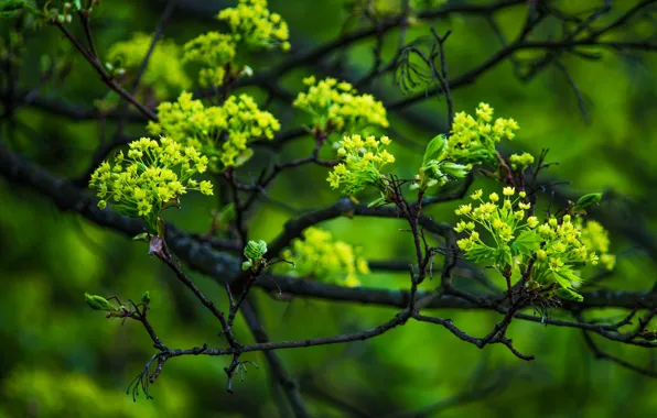 Picture macro, branches, tree, spring, maple, flowering