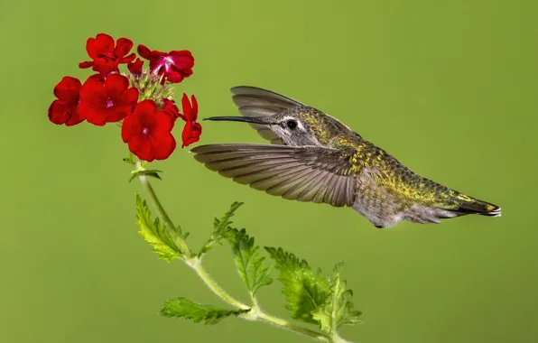 Picture flower, bird, wings, beak, Hummingbird, Calypte Anna