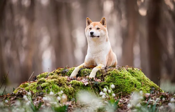 Picture forest, look, face, flowers, nature, Park, background, moss, stump, dog, spring, paws, snowdrops, puppy, lies, …