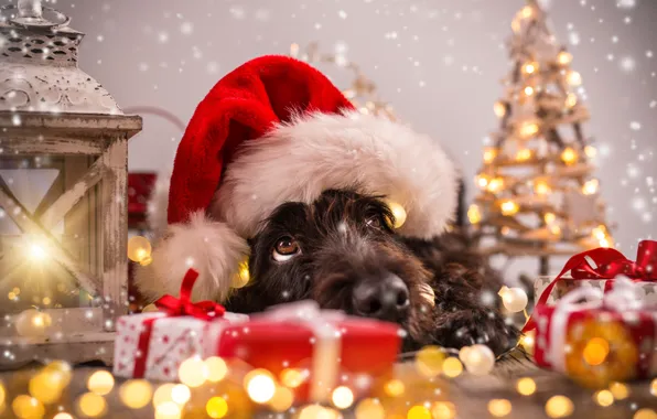 Picture tree, dog, New Year, Christmas, Christmas, dog, 2018, Merry Christmas, Xmas, funny, cute, decoration, santa …