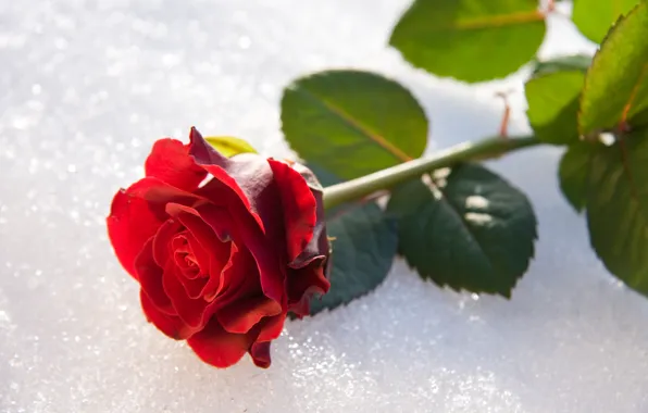 Picture Winter, Rose, Snow, Bud