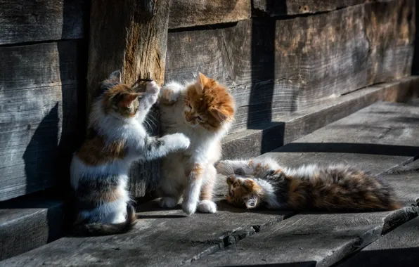 Picture wood, animal, cats, cute, situation, playing, paws, fur, ears, whiskers, feline, Kittens, snouts