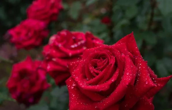 Picture drops, macro, roses, petals, Bud, red rose, bokeh