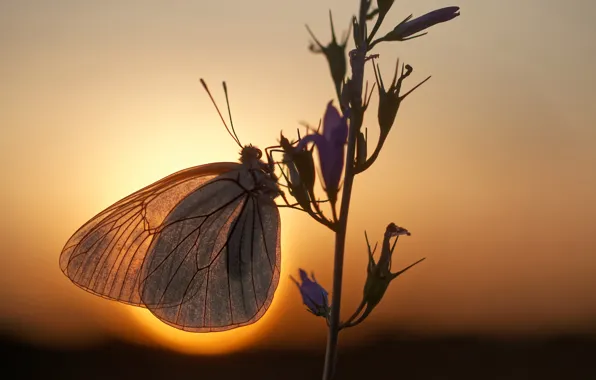 Picture the sun, macro, butterfly, branch, the evening, bokeh