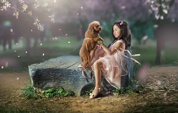 Picture mood, stone, dog, petals, girl, Asian, friends, doggie