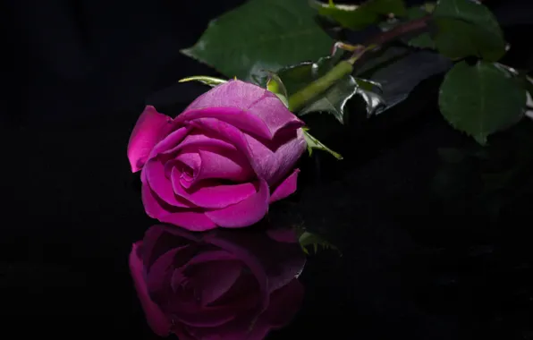 Picture reflection, rose, Bud, black background