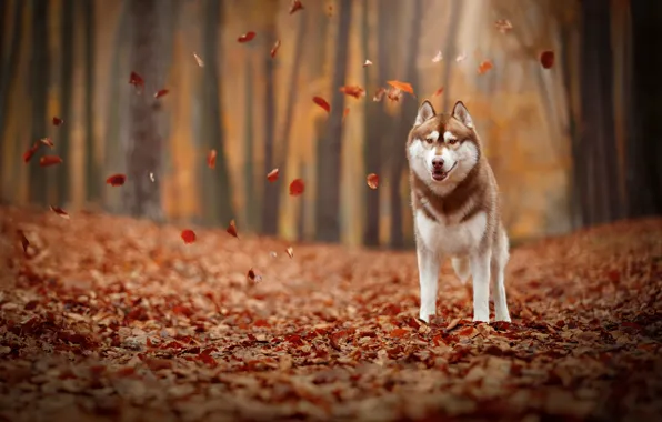 Picture autumn, leaves, foliage, dog, Husky