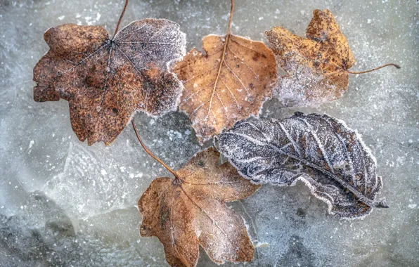 Picture cold, leaves, ice