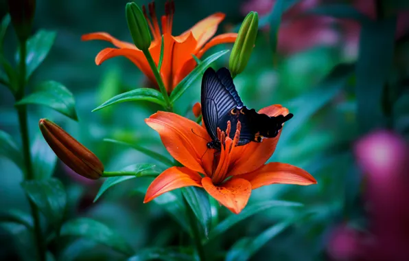 Picture macro, butterfly, Lily, buds