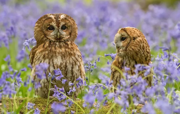 Picture flowers, nature, pair, owls