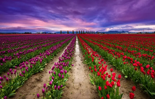 Picture the sky, clouds, field, tulips