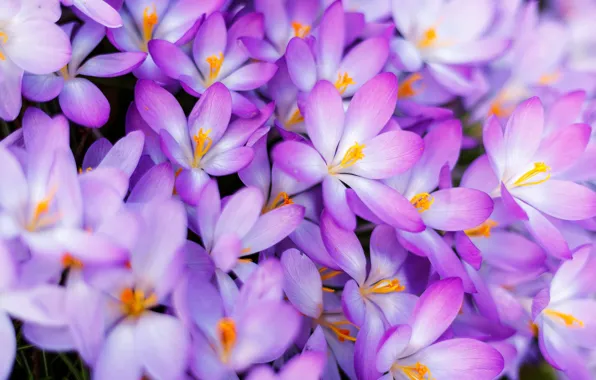 Picture macro, spring, petals, crocuses, a lot, saffron