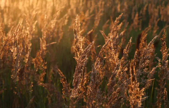 Picture wheat, field, the sun, joy, nature, mood, dawn, morning, bread, ears, Russia, the sun's rays, …