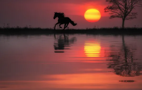 Picture water, the sun, sunset, reflection, tree, horse, horse