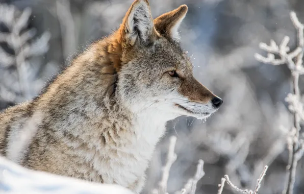 Picture winter, snow, portrait, profile, coyote, meadow wolf