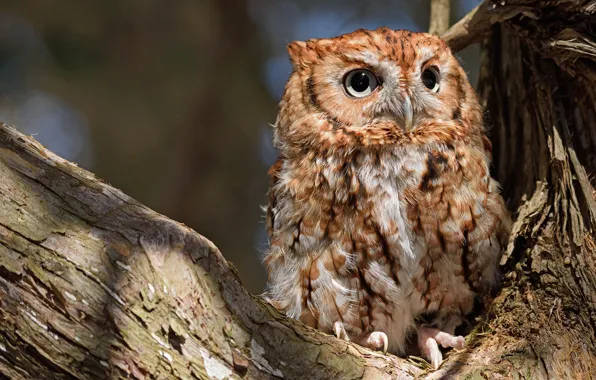 Picture nature, tree, owl