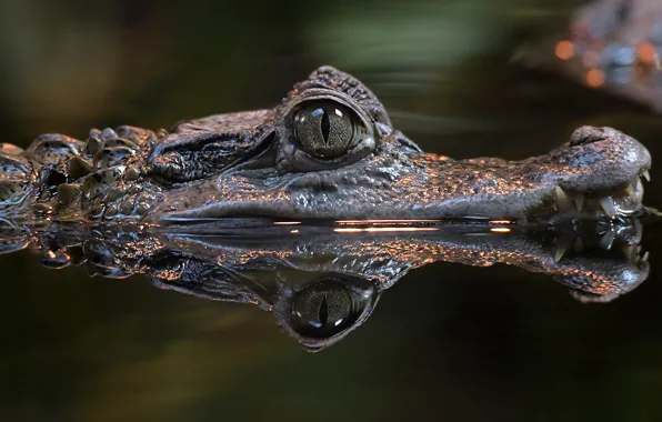 Picture water, eyes, crocodile, Peeps