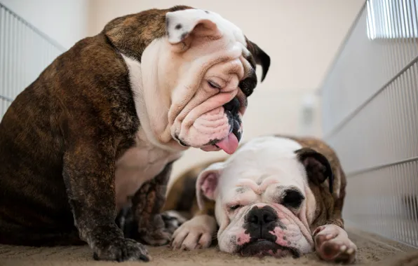 Picture dogs, pair, two dogs, English bulldog, the bulldogs