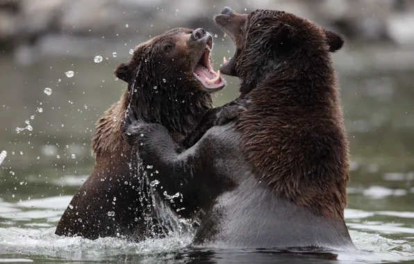 Picture bears, water, look, bears