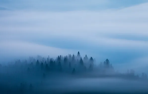 Picture forest, blue, fog, morning