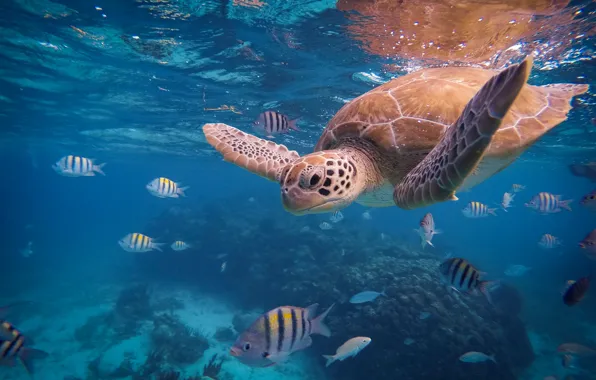 Picture sea, fish, the ocean, turtle, under water