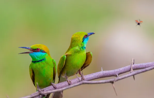 Picture background, beetle, branch, green, pair, bee-eaters, pizza