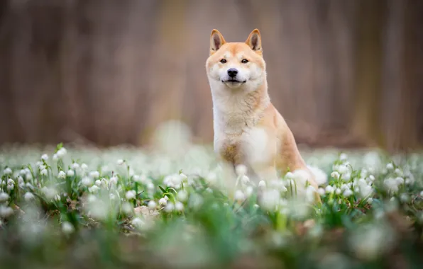 Picture look, face, flowers, nature, Park, background, mood, glade, dog, spring, blur, snowdrops, puppy, walk, sitting, …