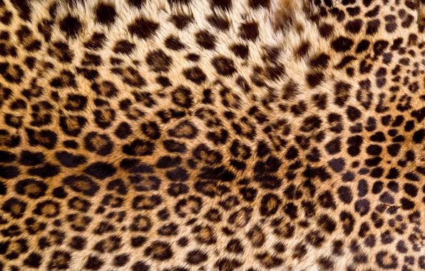 Picture skin, fur, leopard, texture, animal, fur