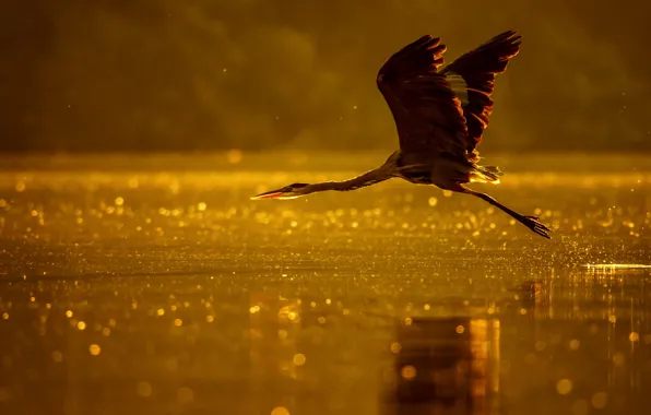 Picture light, flight, lake, river, bird, Heron, bokeh