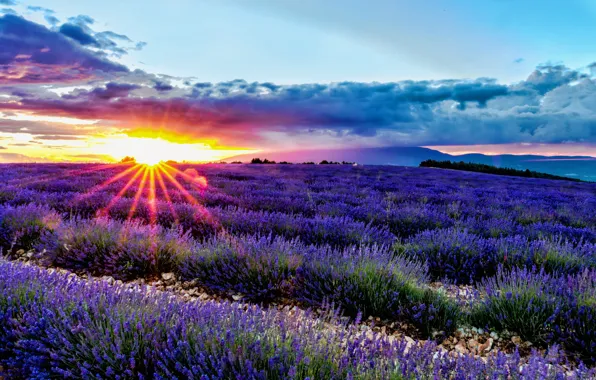 Picture field, sunrise, dawn, France, France, lavender, Provence, Divans