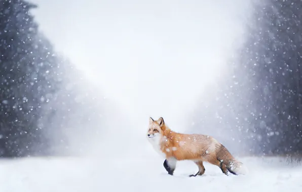 Picture winter, forest, snow, nature, Fox
