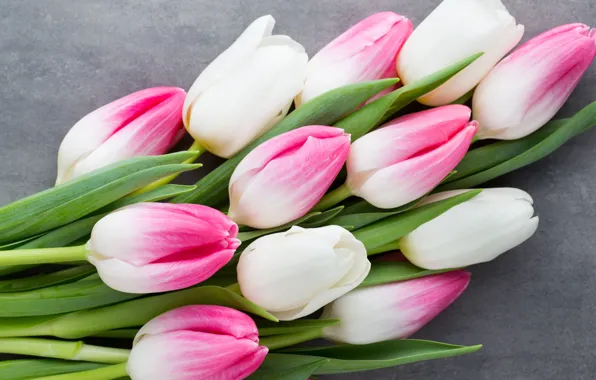 Picture flowers, bouquet, tulips, pink, white, white, fresh, pink, flowers, beautiful, tulips, spring