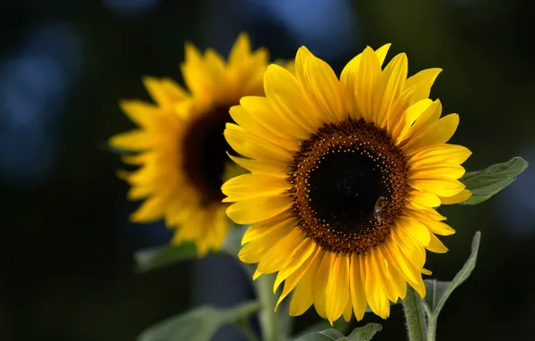 Picture sunflowers, petals, Sunflower