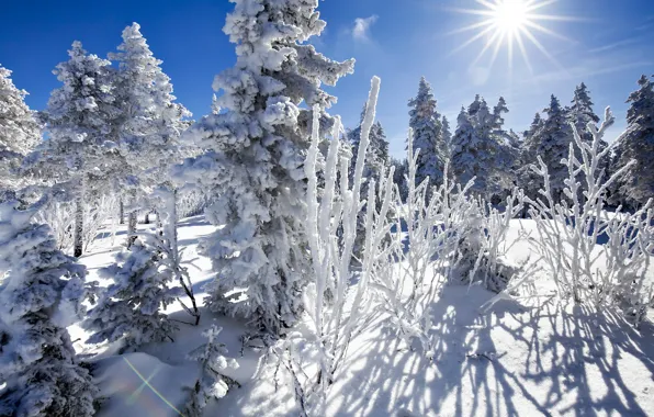 Picture winter, the sun, snow, trees