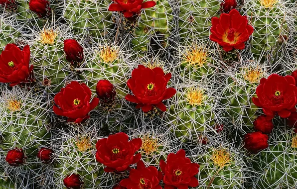 Picture needles, barb, cacti, buds, flowering, red flowers