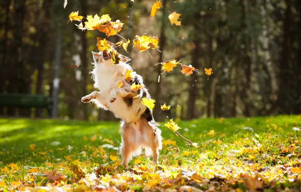Picture autumn, leaves, dog, dog, maple, blur