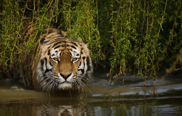 Picture face, water, branches, tiger, wild cat