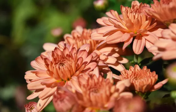 Picture autumn, flowers, pink, chrysanthemum, widescreen