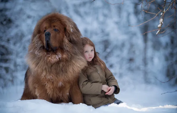 Picture winter, snow, mood, dog, girl, friends, dog, Tibetan Mastiff