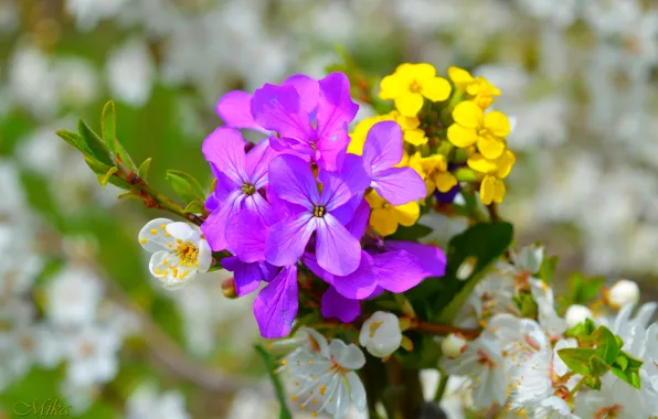 Picture Flowers, Flowers, Flowering, Purple flowers, Flowering, Purple flowers