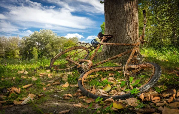 Picture nature, bike, tree