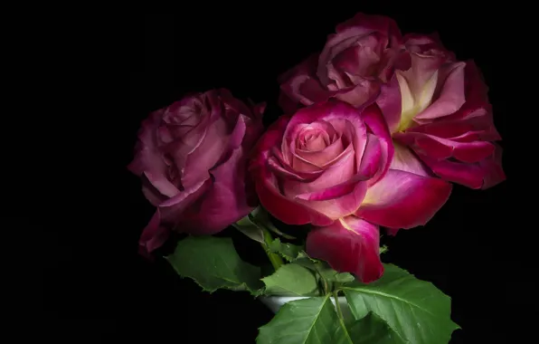Picture background, roses, bouquet, vase