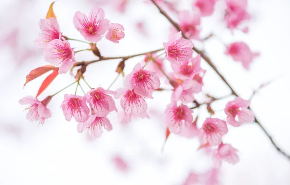 Picture the sky, branches, spring, Sakura, flowering, pink, blossom, sakura, cherry, spring, bloom, vintag
