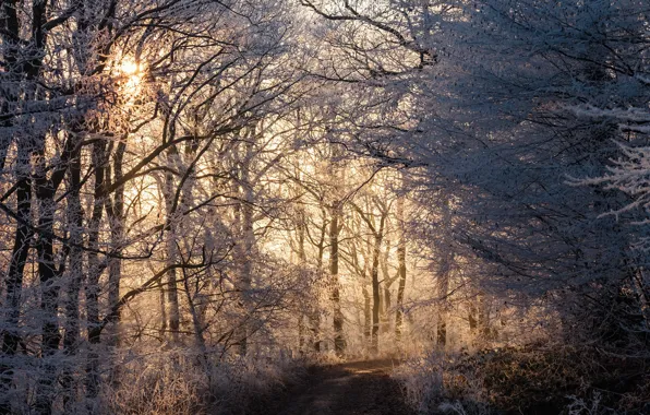 Picture winter, road, forest, light, morning