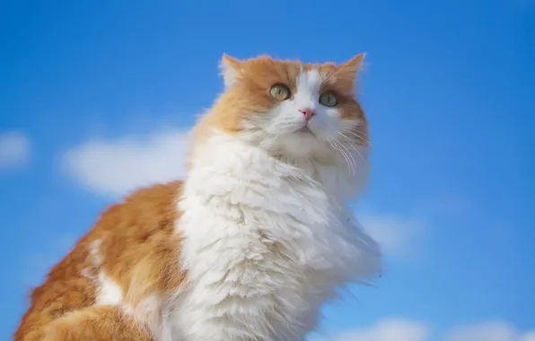 Picture cat, the sky, look, portrait, fluffy