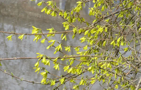 Picture water, branches, Bush, spring 2018, meduzanol ©
