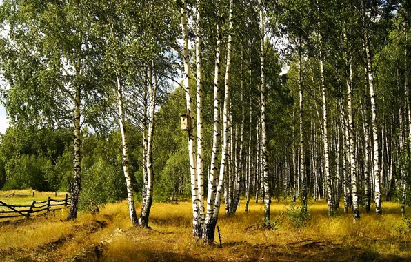 Picture nature, birch, grove