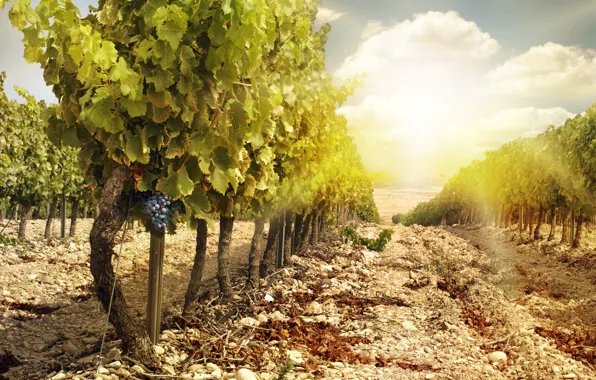 Picture landscape, nature, vineyard, bunches of grapes